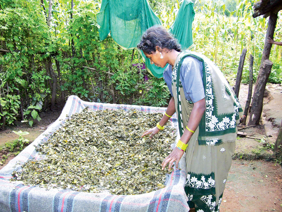 Nutrition from Wild Vegetables